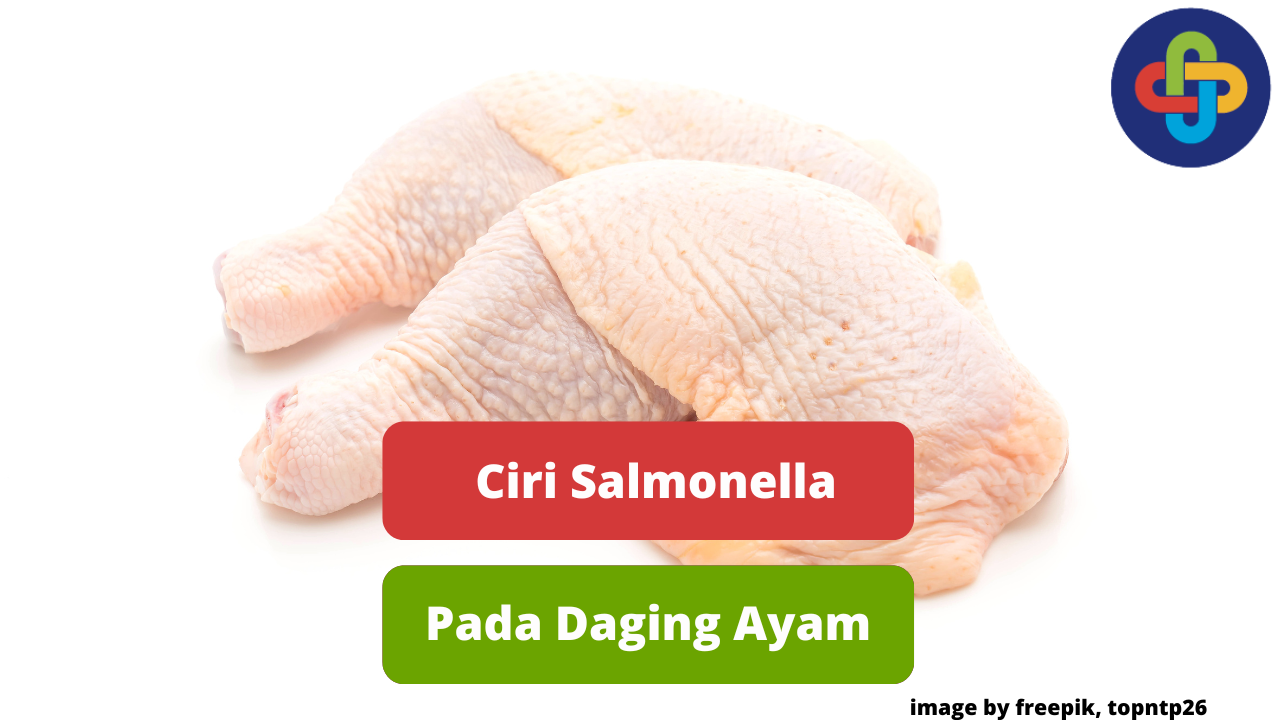 Berikut Adalah Ciri Daging Ayam Yang Terkontaminasi Salmonella